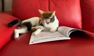 猫咪为什么要看书的样子呢
