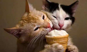 猫为啥喜欢吃甜食