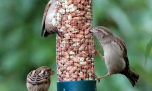 鸟最爱吃的10种食物