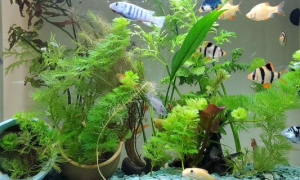 鱼缸水草种植方法
