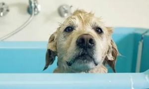 狗洗澡一次多少钱
