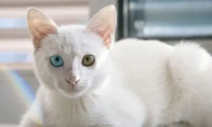 猫咪眼睛为什么会变形视频讲解