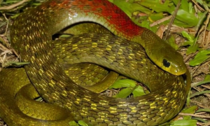 红斑颈槽蛇有毒吗