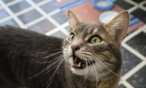 猫咪为什么叫声音很大呢怎么回事