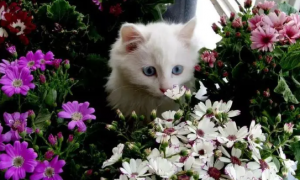 养猫家里可以养的花