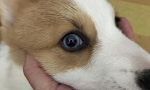 狗狗眼睛痒一直挠用什么眼药水