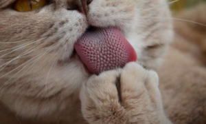 猫咪舌头有刺是为什么