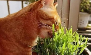 水培猫草和土培猫草哪个好