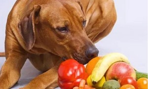 狗狗绝对不能吃的水果