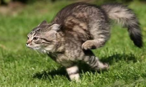 猫咪无缘无故的奔跑是什么意思