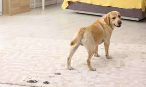 狗狗不能刨地毯的原因