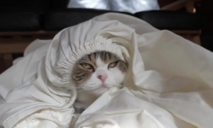 为什么猫咪爱咬床单呢