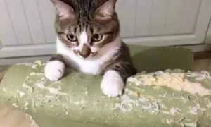 猫咪为什么会用爪子抓家具呢