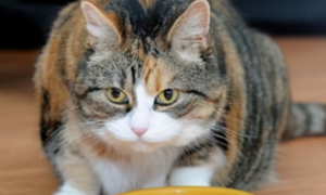 猫咪为什么不吃东西怎么办