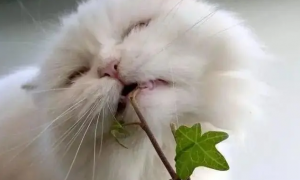 猫咪害怕什么植物