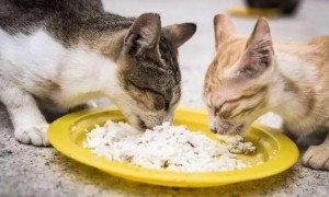 猫咪吃了生米有影响吗