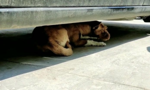 狗狗为什么喜欢躲在车底