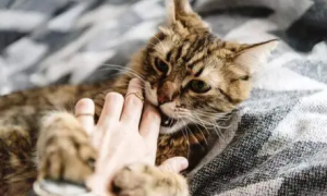 猫咪为什么爱咬人抓人