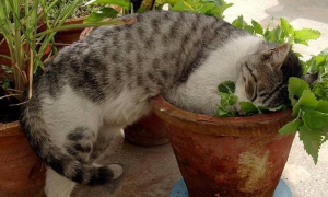 猫咪挖花盆为什么会死掉呢