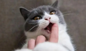 猫咪为什么要闻嘴巴呢