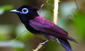 紫寿带鸟别名是什么