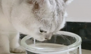 可以用玻璃碗给猫喝水吗