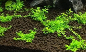 鱼缸怎样种植水草视频