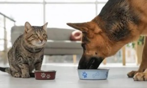 如何让小猫咪喜欢吃狗粮啊