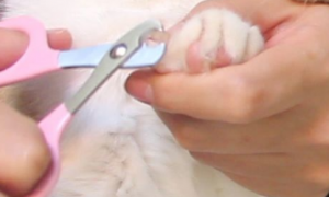 猫咪需要剪指甲吗?