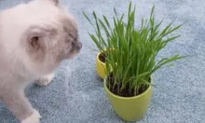 哪种猫草更好一点