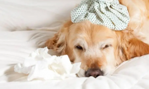狗狗感冒有什么症状