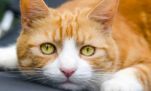 猫咪眼睛为什么有点黄色