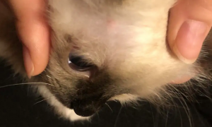 猫咪眉毛为什么有痘痘的原因