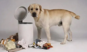 为什么狗狗喜欢刨垃圾桶