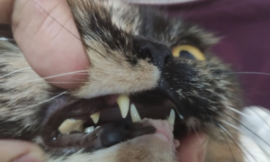 猫咪为啥会有牙结石