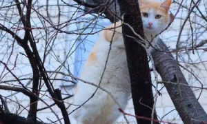 为什么猫咪喜欢玩树枝的原因