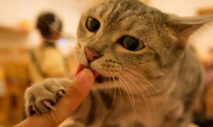 为什么猫咪吃饭老是咬手怎么回事