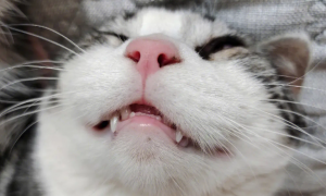 猫咪牙齿为什么变乱啦怎么回事