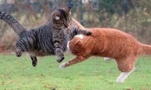 为什么猫咪喜欢打架特别凶