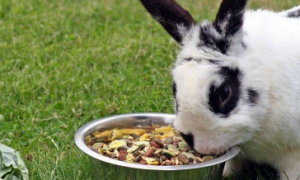 兔子吃什么兔粮好