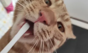猫咪为什么喜欢叼吸管嘴巴呢