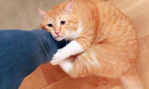 为什么猫咪会抱主人脚