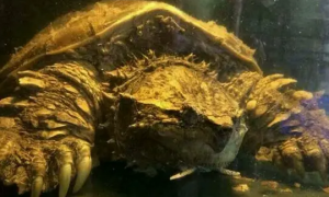中美鳄龟和中美杂龟怎么分辨