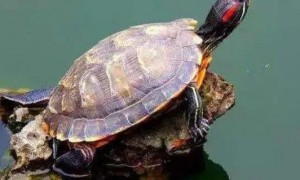 乌龟放生的迷信说法