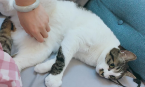 为什么猫咪不给挠肚皮呢