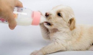 三个多月的狗狗可以喝羊奶粉吗一天几次