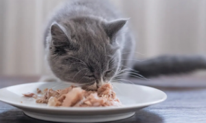猫咪为什么要吃饭