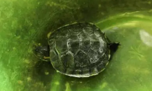 乌龟拉绿色的是正常吗