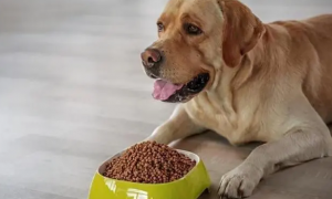 如何判断狗吃多少粮