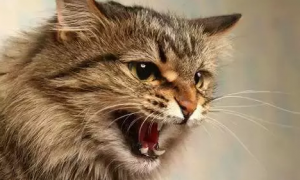 猫咪为什么喉咙哑了